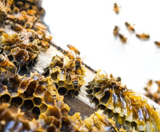 Jarrah Honey bees